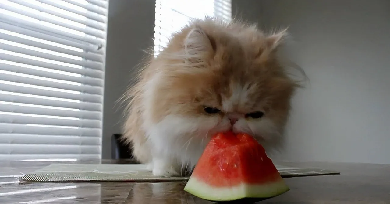 A fluffy cat sniffs a watermelon slice on a table near a window with blinds.
