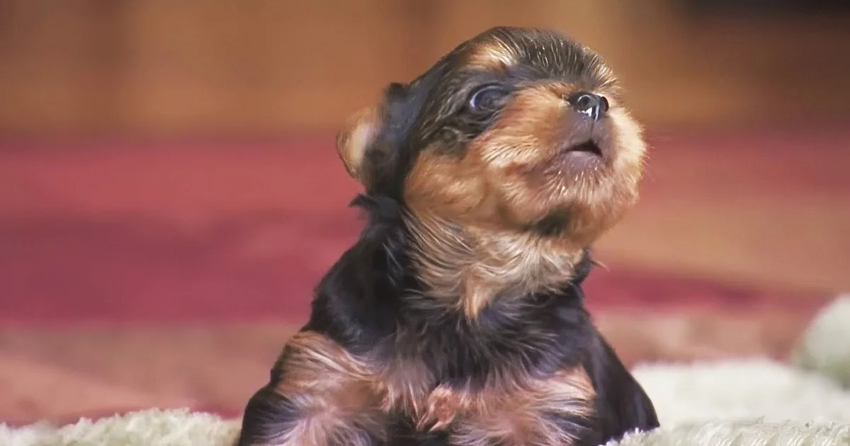 This Little Yorkie Puppy Tries to Show His Barking Skills, and the Result Is so Cute