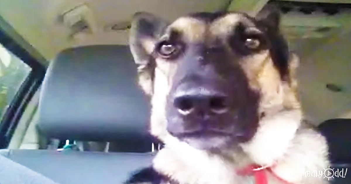 He Took His Pup for a Ride, but You Won''t Believe His Reaction When He Plays This Song.