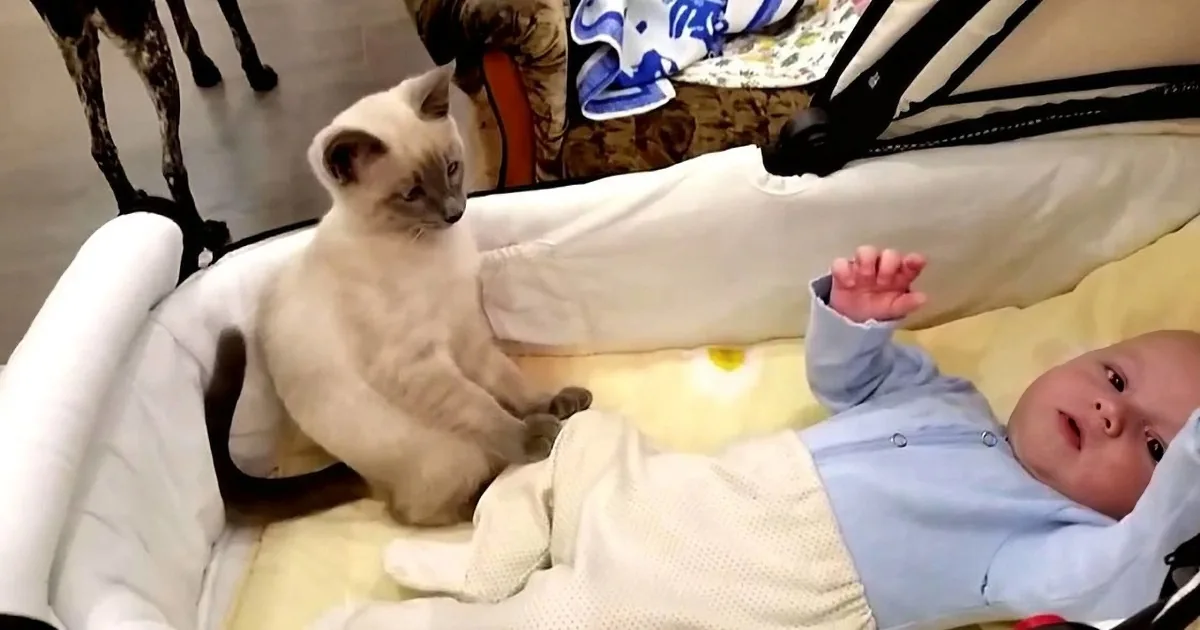 A baby in a stroller interacts with a curious Siamese kitten, both appearing calm and engaged.