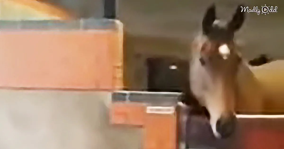 A donkey stands near a counter, looking at a glass container with orange liquid.