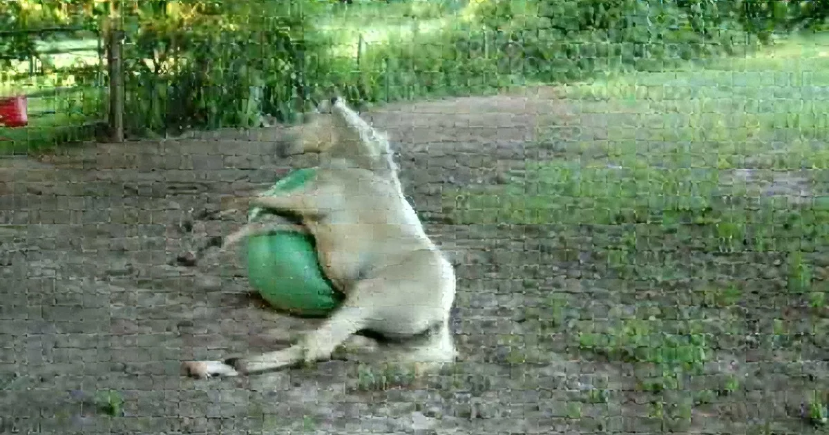 A dog is playfully rolling on the ground with a green ball in its mouth.
