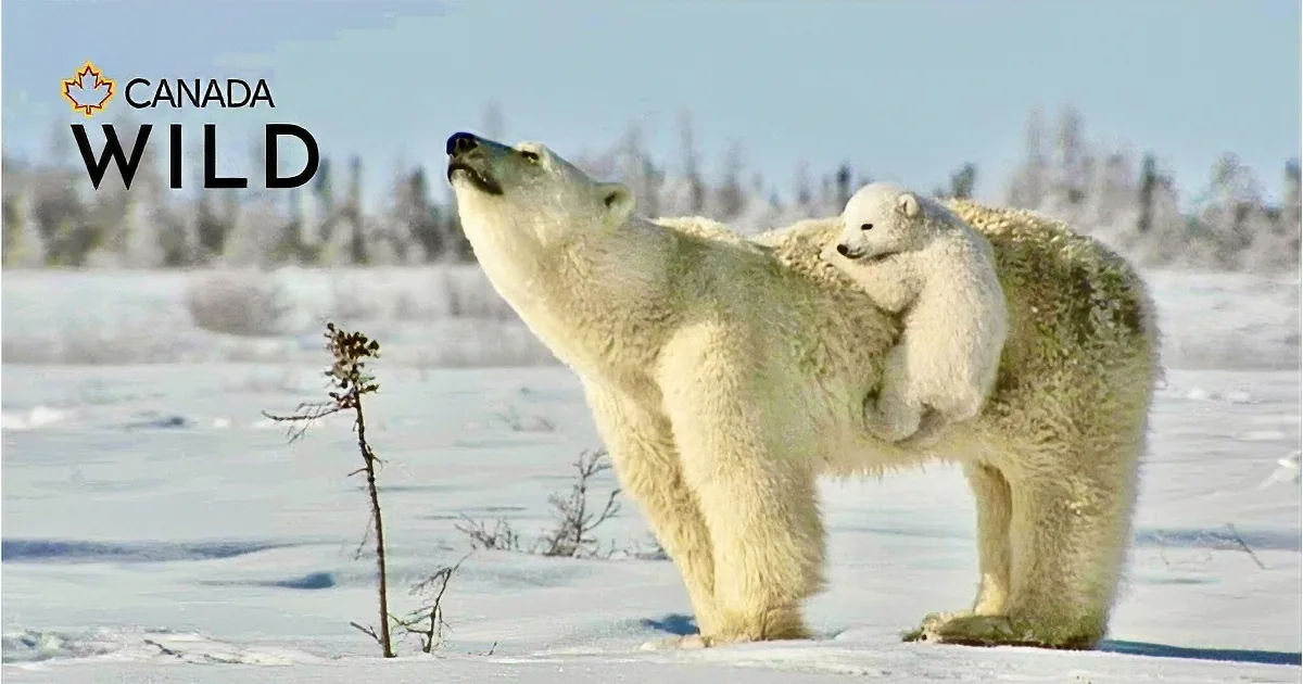 These Cubs Love Their Mommy, and It Shows