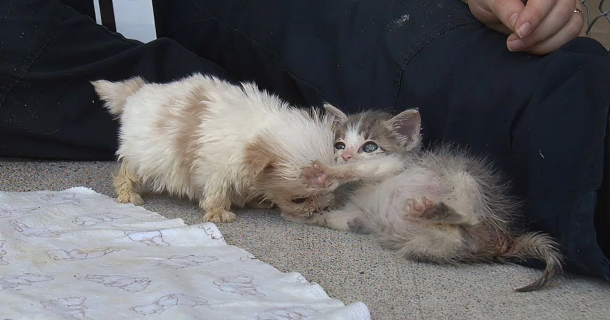 Two kittens playfully interact on a blanket, one stretching its paw towards the other.