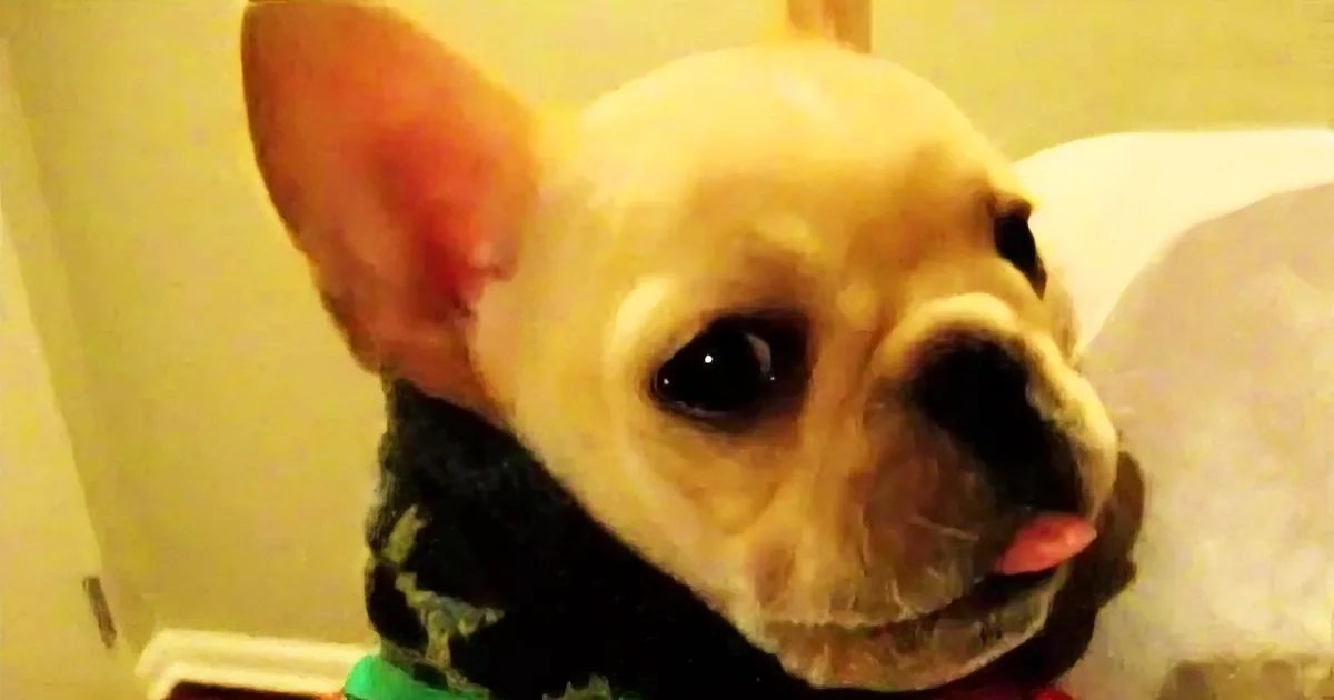 When She Says ''I Love You,'' Watch Her Dog''s Surprising Reaction