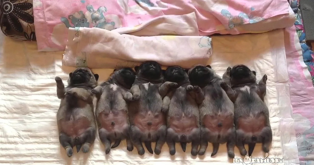 Eight newborn puppies, mostly black and tan, are lying on their backs in a row on a bed.