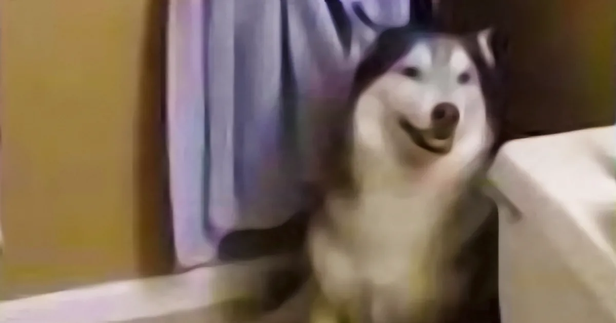 This Husky Throws a Tantrum When Mom Tells Him the Horrible News