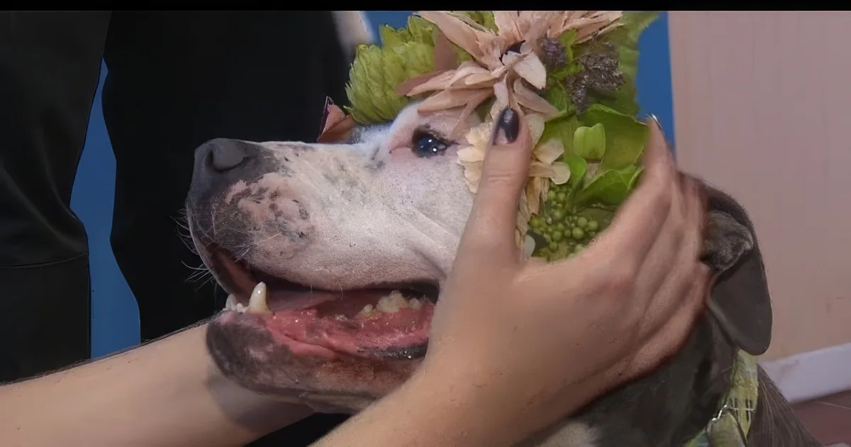 A dog with a flower crown being held by two hands.