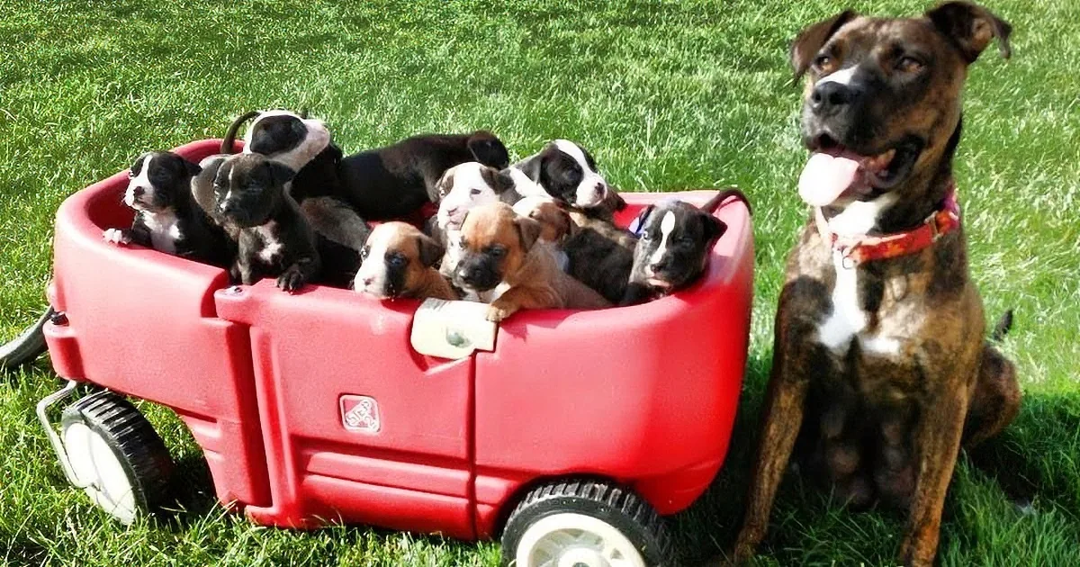 A Boxer dog sits next to a red wagon filled with her puppies on a grassy lawn.