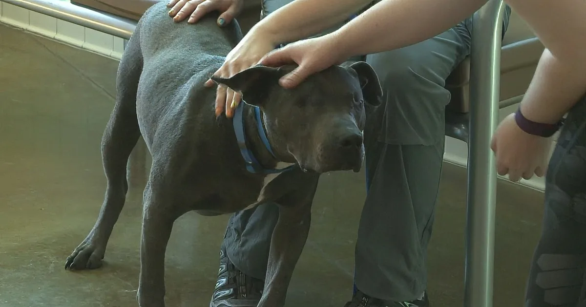 A person pets a gray dog with a blue collar in a veterinary setting.