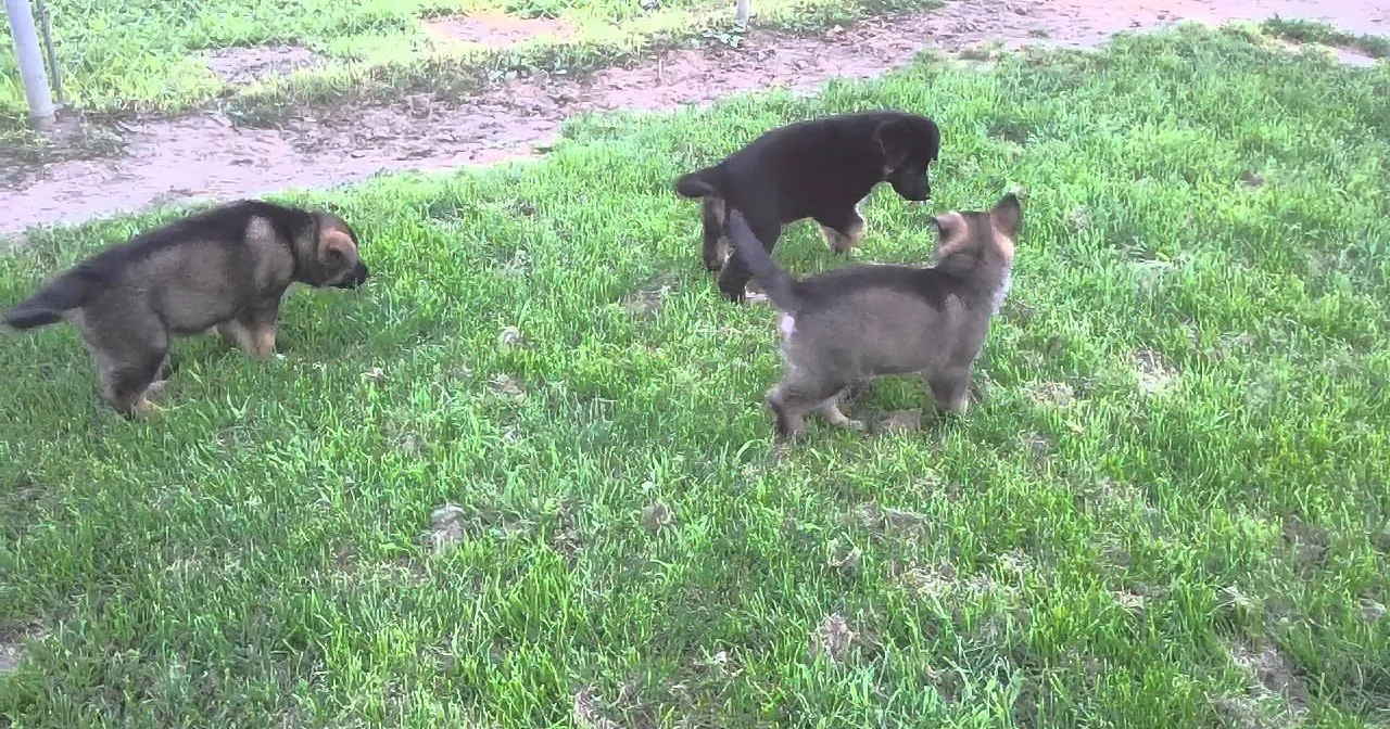 Four playful puppies explore a grassy area, their curious movements capturing the essence of youthful energy.
