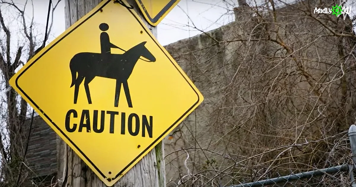 Horses Reduce Crime by 700 Percent... and No, They Aren't Cops!