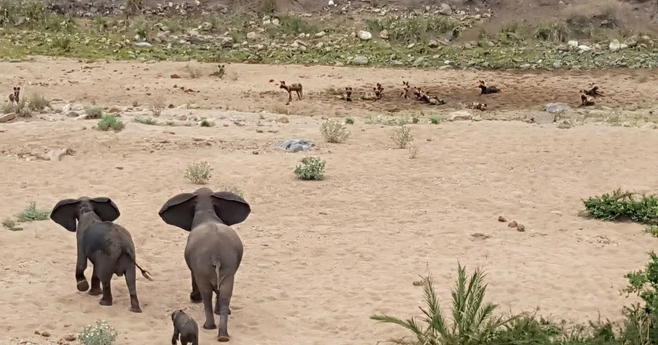 Elephants walk across sandy terrain with wild dogs resting in the background.