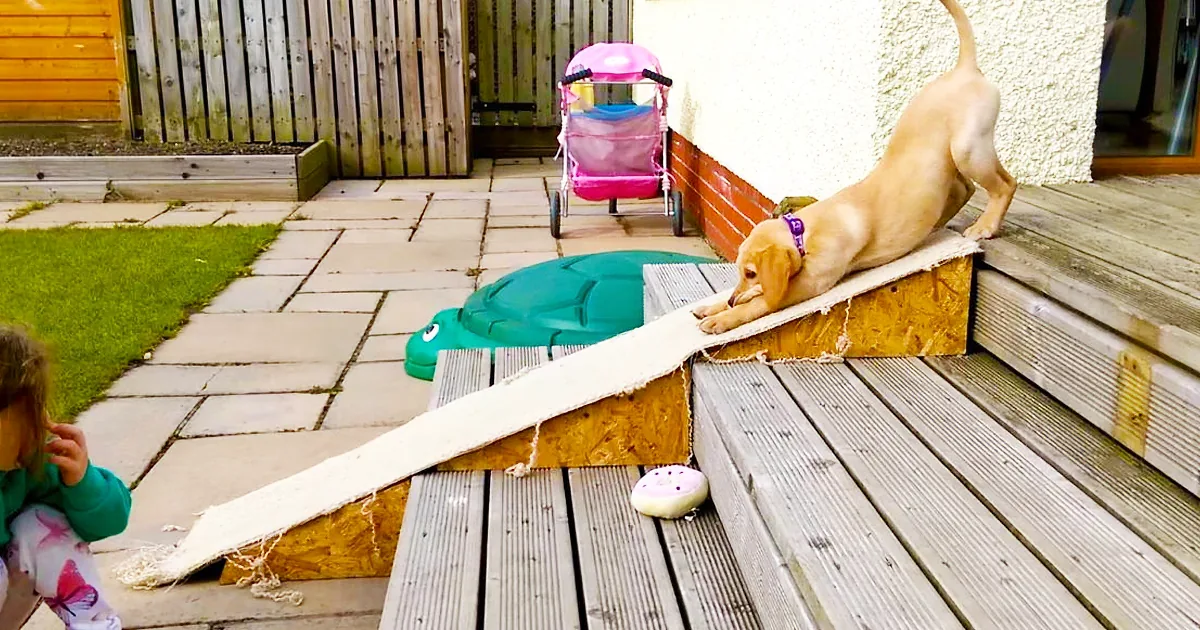 Little Pup Is Afraid to Use the Stairs, but When He Slides Down I Have to Laugh. LOL!