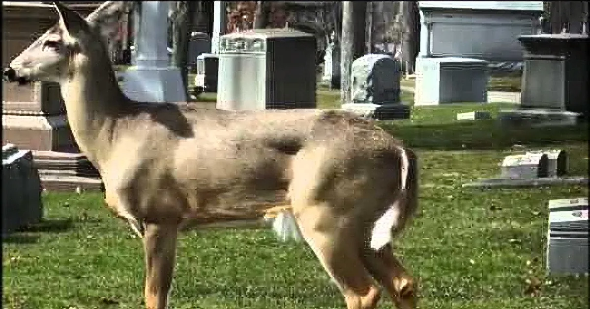 A deer stands in a grassy area near tombstones in a cemetery.