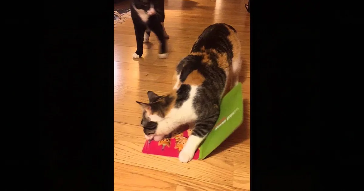 A calico cat is playing with a green and red toy on a wooden floor.