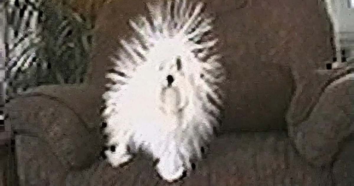 A fluffy white dog with a spiky coat sits on a couch, looking up.