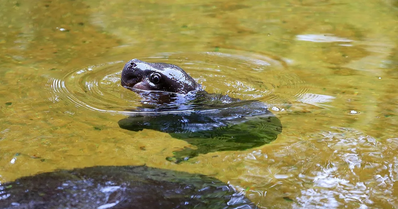 A turtle's head and part of its shell are visible above the water's surface, creating ripples.