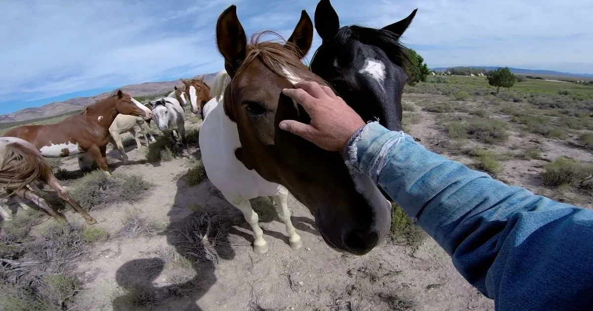 Cowboy Slowly Approaches a Bunch of Horses, but Wait Till You See What''s Unique About Them