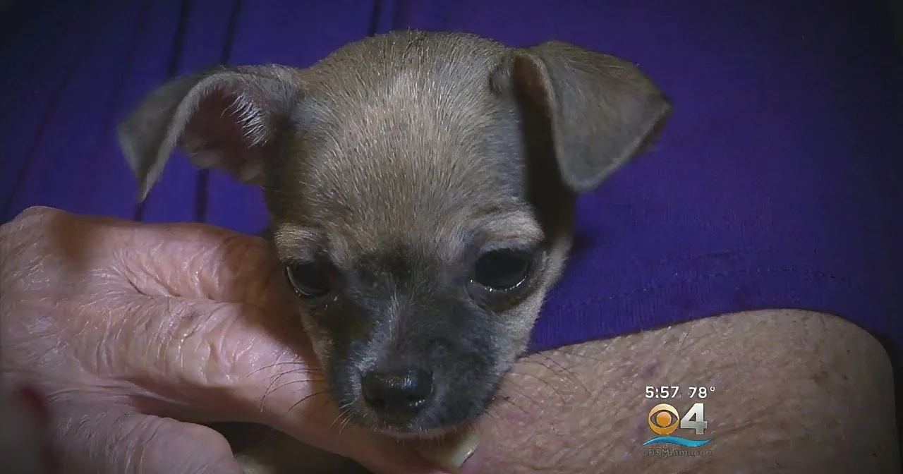 A small, light brown puppy with floppy ears is being held gently by a person's hands.