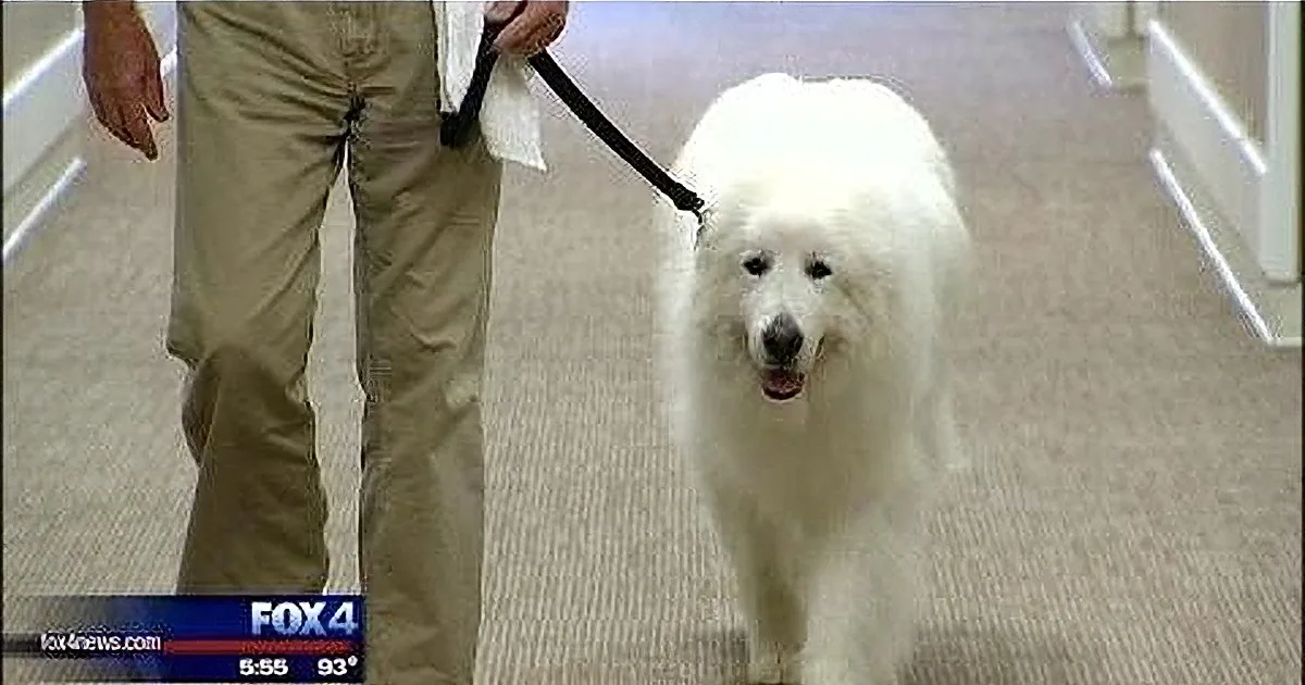 A fluffy white dog on a leash is being walked by a person in khaki pants.