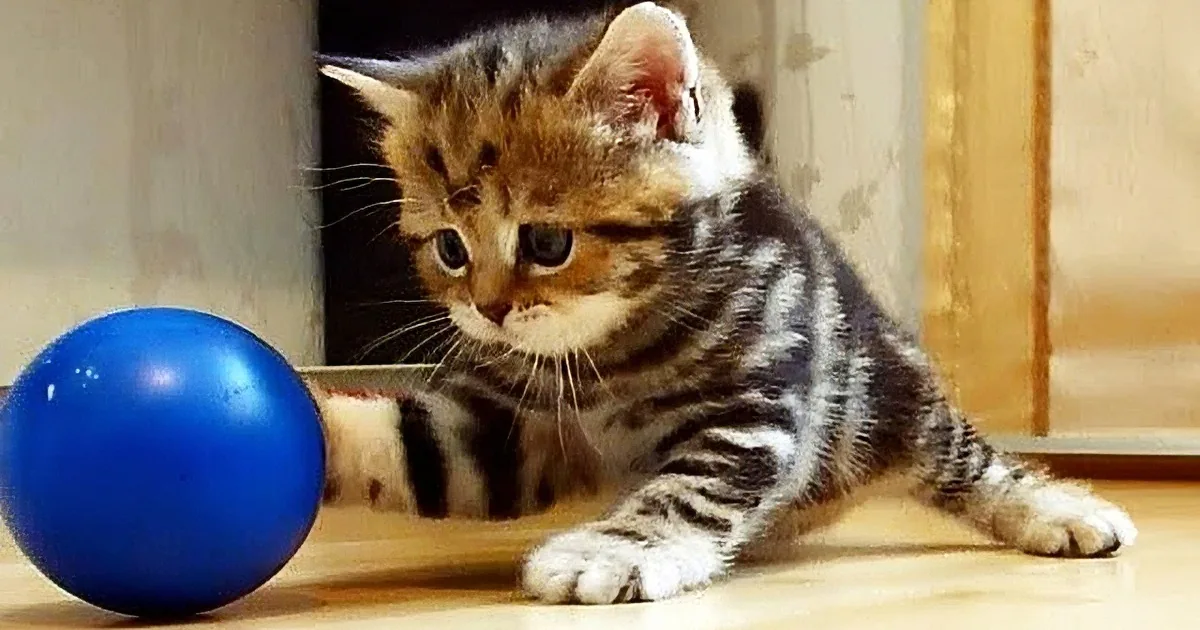 A curious kitten with striped fur plays with a blue ball on a wooden floor.