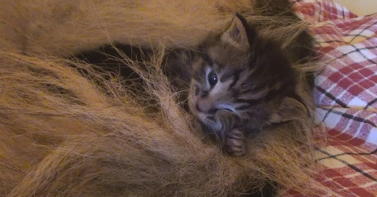 A small, fluffy kitten with striped fur is nestled among hay, looking to the side.