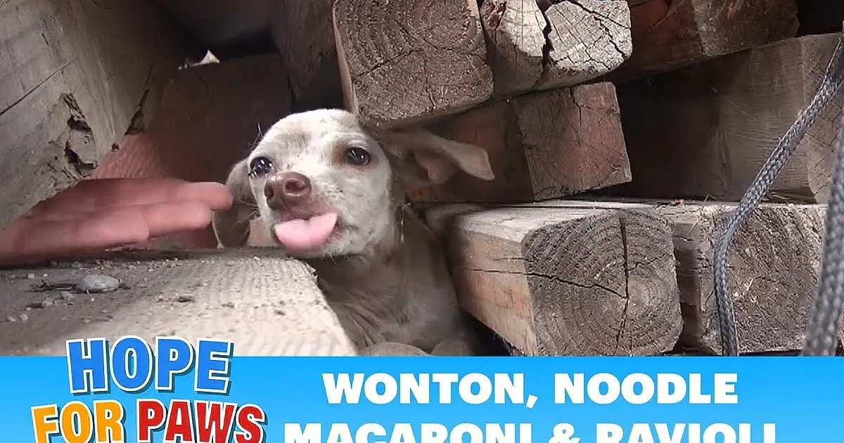 A dog peers through wooden beams, with text overlay about a special Father's Day rescue.