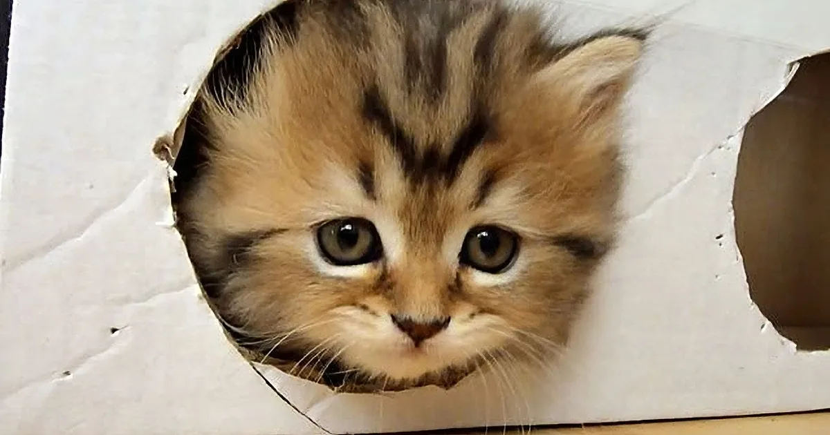 A curious kitten peers through a hole in a white paper bag, its eyes wide and whiskers visible.