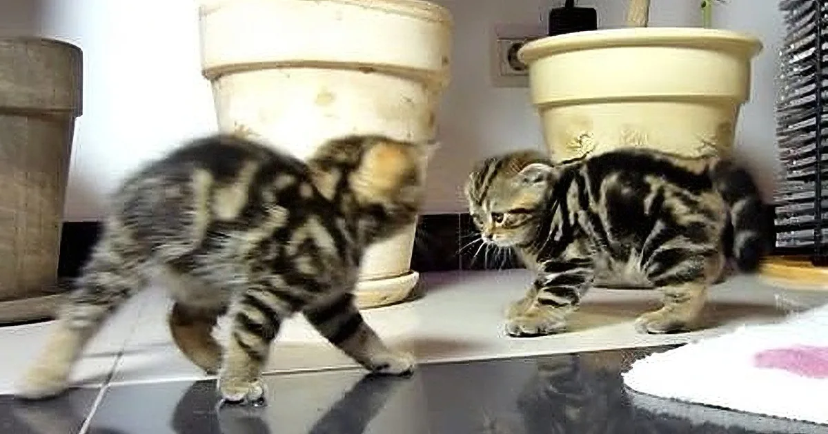 Two tabby kittens playfully interact near potted plants on a tiled floor.