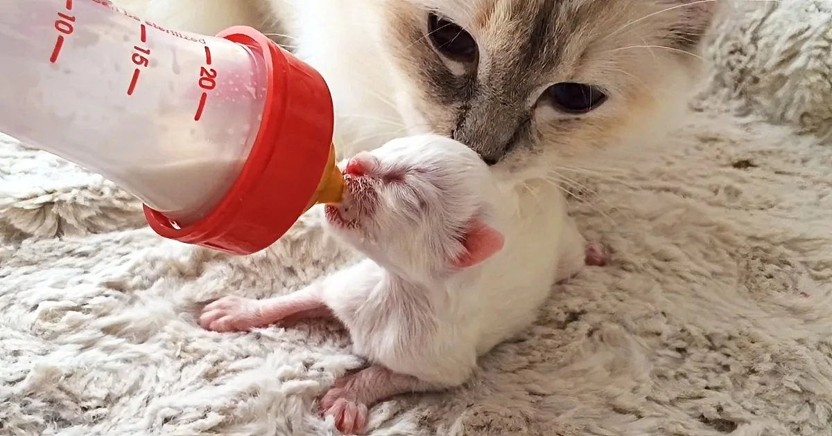 A mother cat feeds her newborn kitten with a bottle on a fluffy surface.