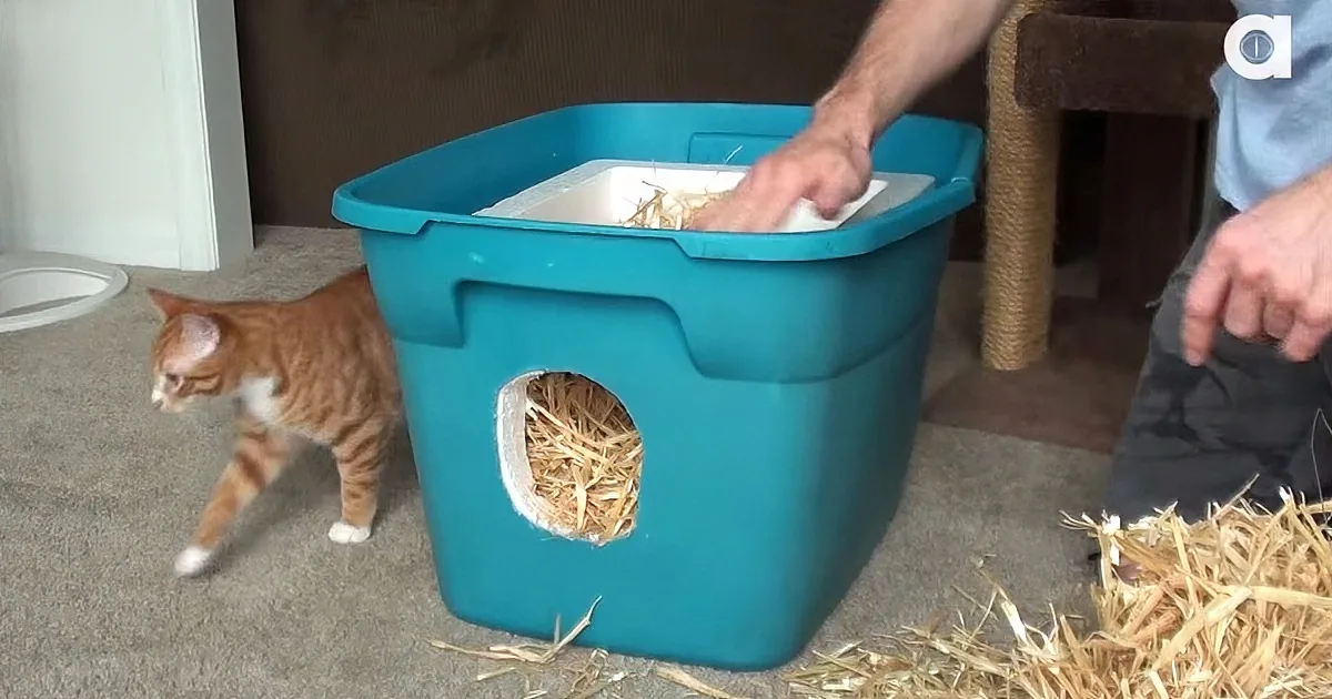 How to Keep Neighborhood Cats Warm in the Winter