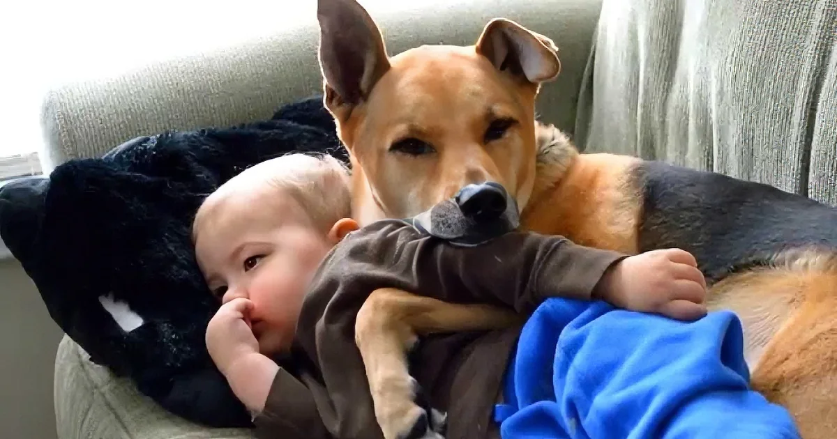 A dog and a baby are cuddling on a couch, with the dog gently holding the baby.