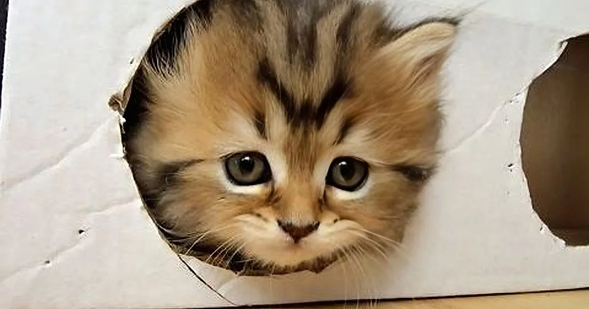 A curious kitten peers through a hole in a cardboard box, its eyes wide and whiskers out.