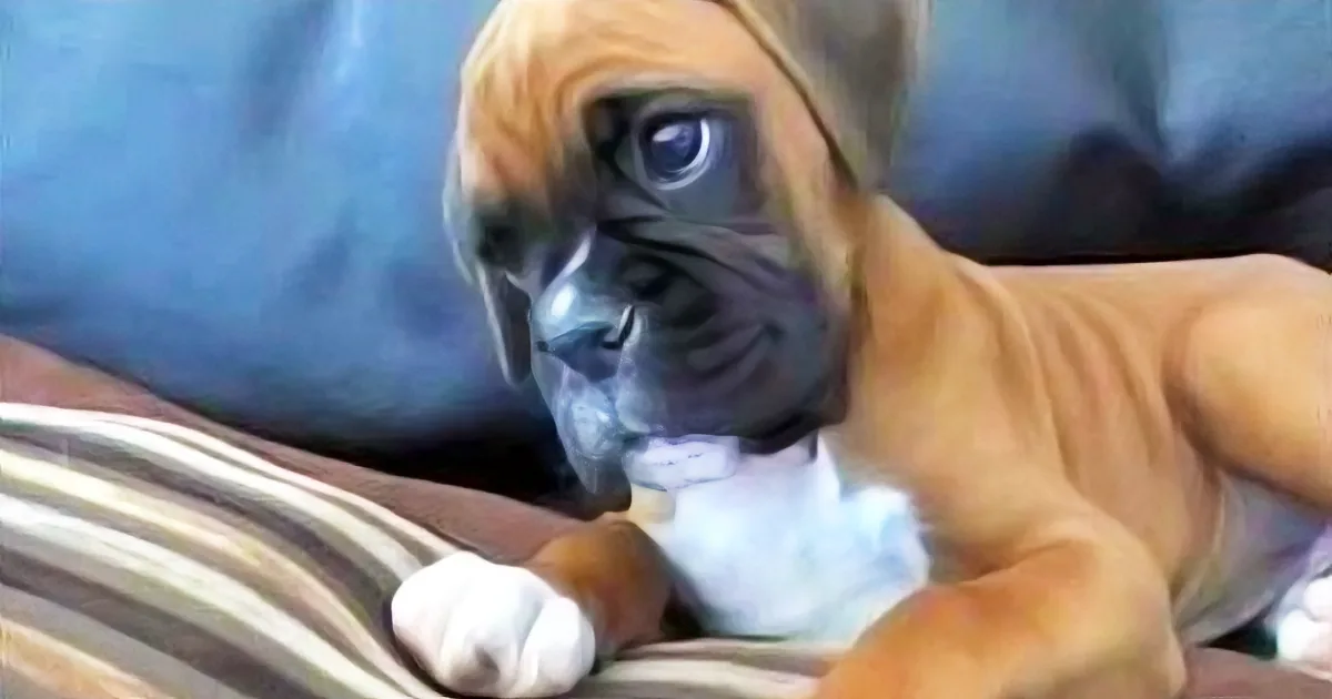 Boxer Puppy Is Delightfully Confused by Mom on the Phone