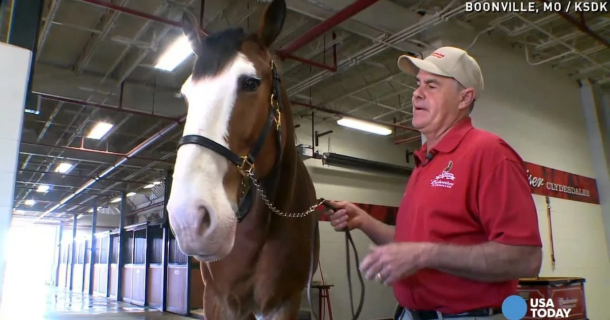 He Was Taking Some Clydesdale Horses for a Walk, but Pay Attention to That Little Baby Horse