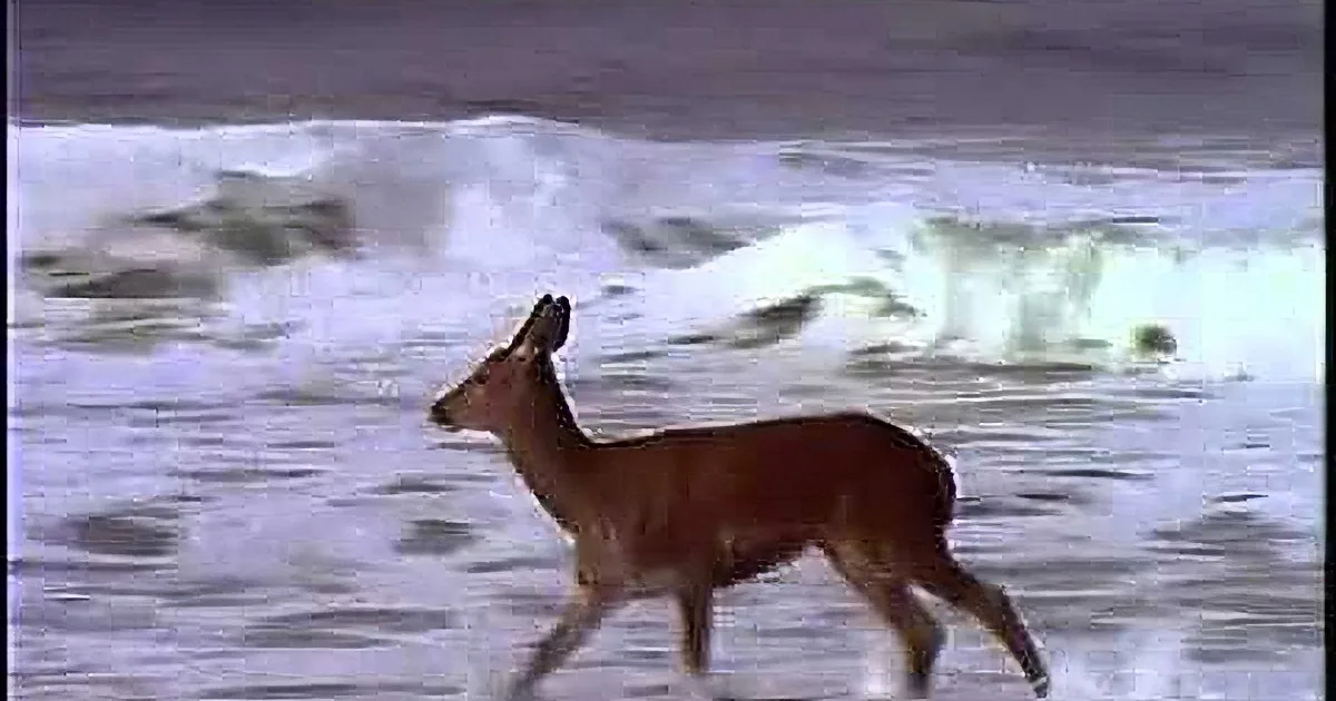 A deer is running through shallow water with waves in the background.