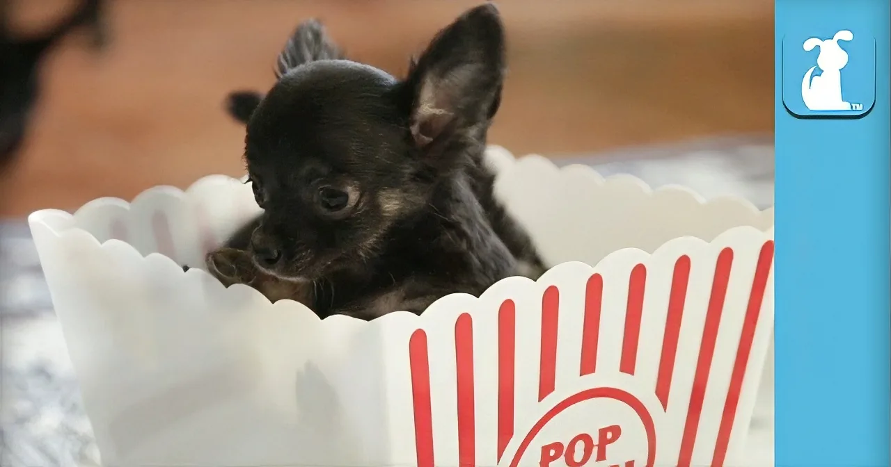 You Won''t Believe What Comes out of the Popcorn Box