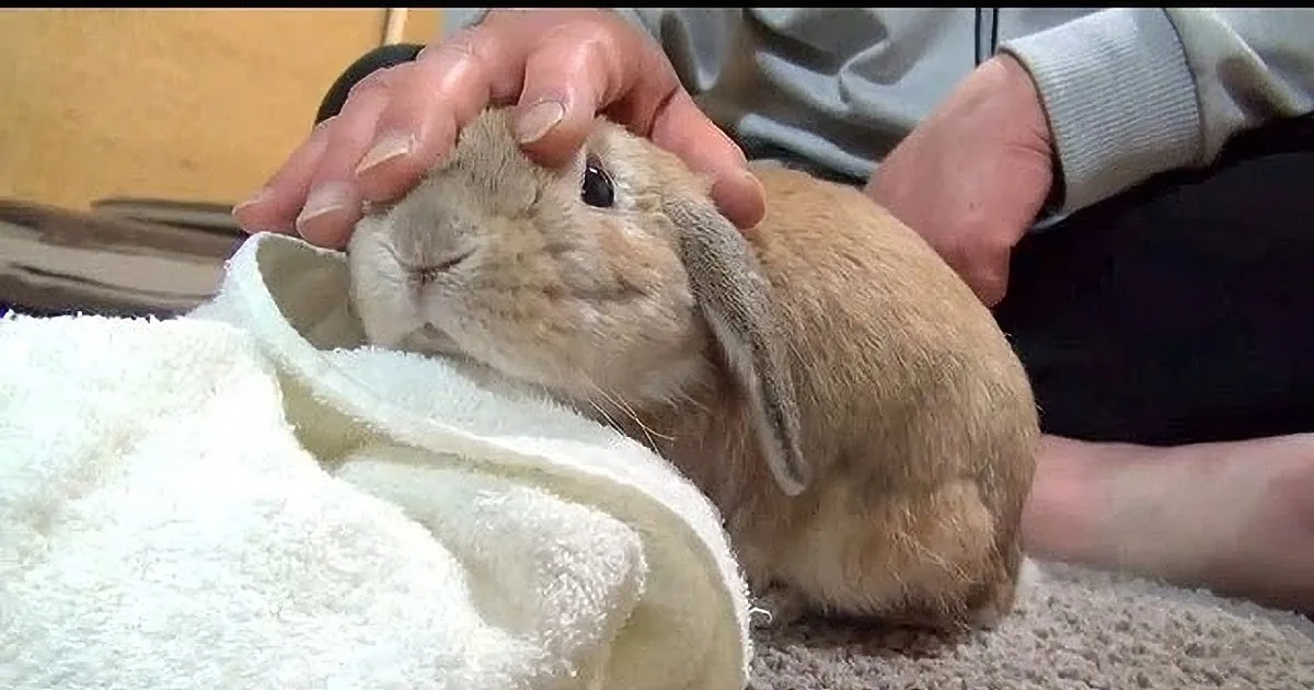 A light brown rabbit with floppy ears is being gently held and petted by a person.