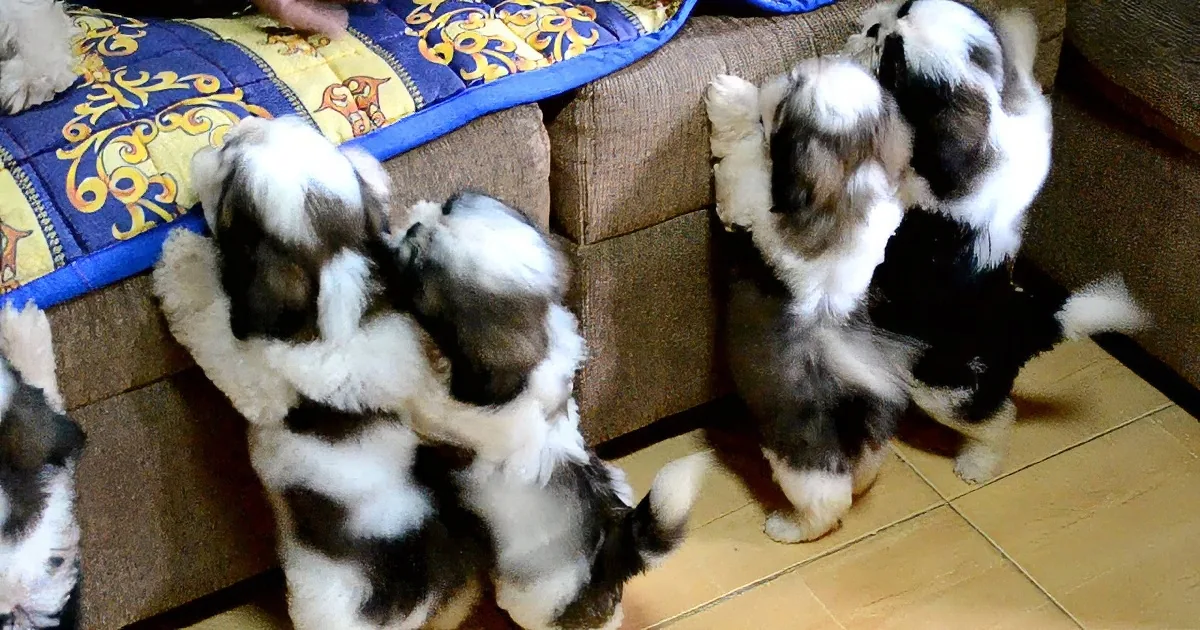 Shih Tzu Puppies Take Their First Bath Ever, and Wait Till You See Them Afterwards