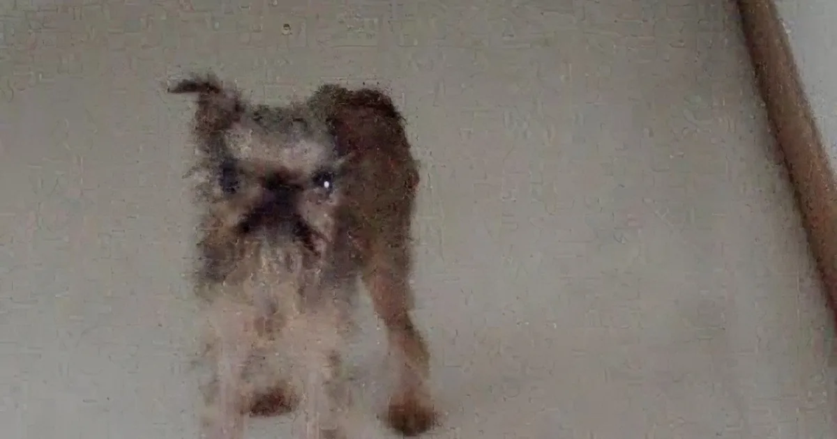 A small, scruffy dog with a dark nose stands on a light-colored floor, looking directly at the camera.