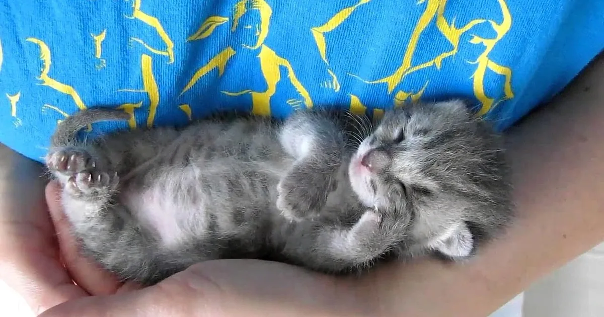 A tiny gray and white kitten is peacefully sleeping in someone's hands.