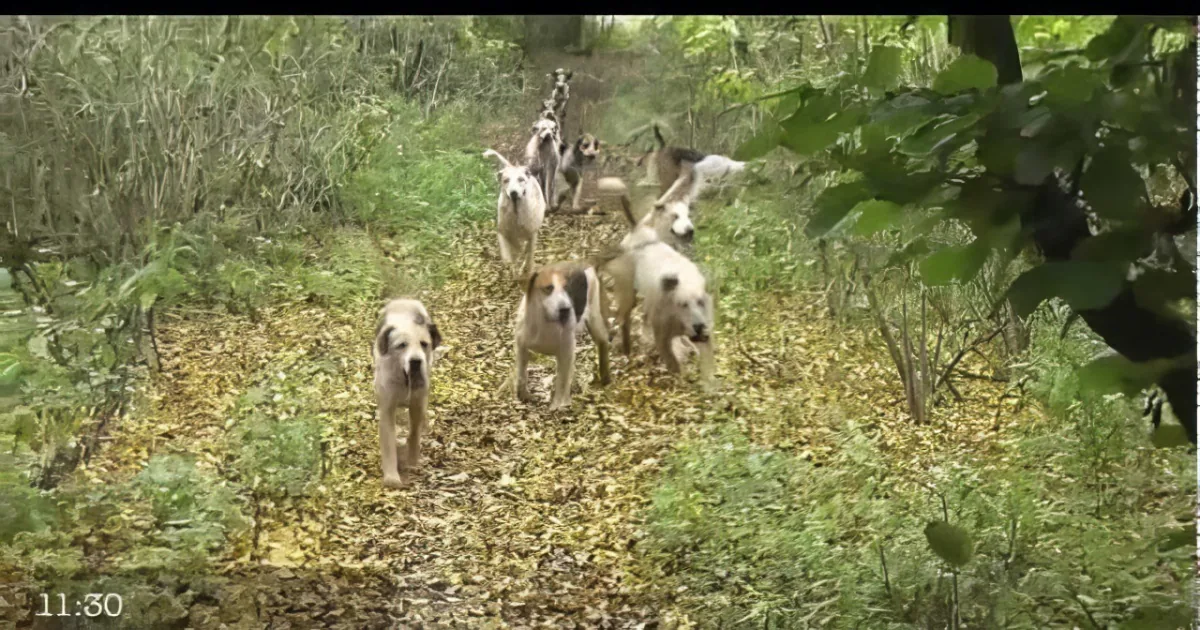 A group of dogs runs through a leaf-strewn forest path, surrounded by greenery.
