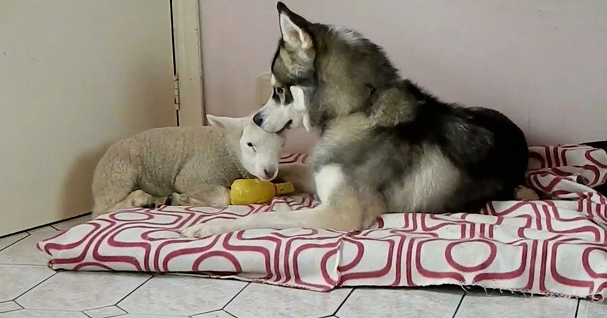 Two dogs, one gray and white, rest on a patterned blanket, cuddling and appearing relaxed.