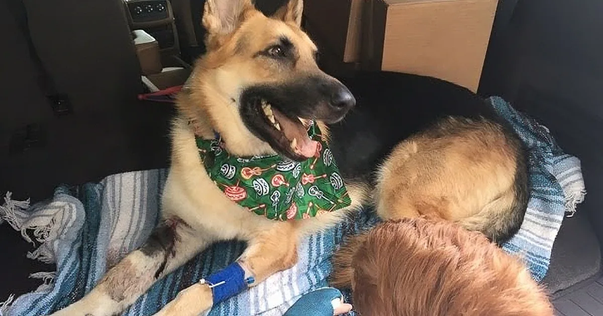 Big Dog Guards a Screaming Child, Then Grandma Looks at His Paws and Sees the Truth