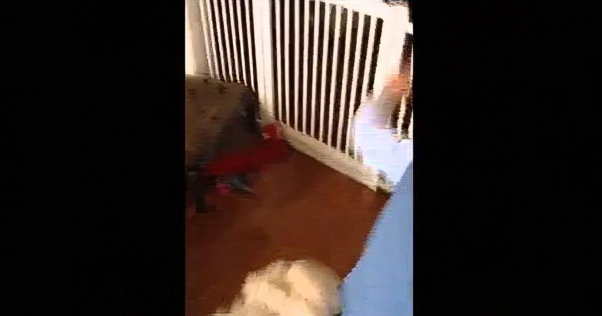 A dog is standing near a baby gate, looking up at a person behind it.