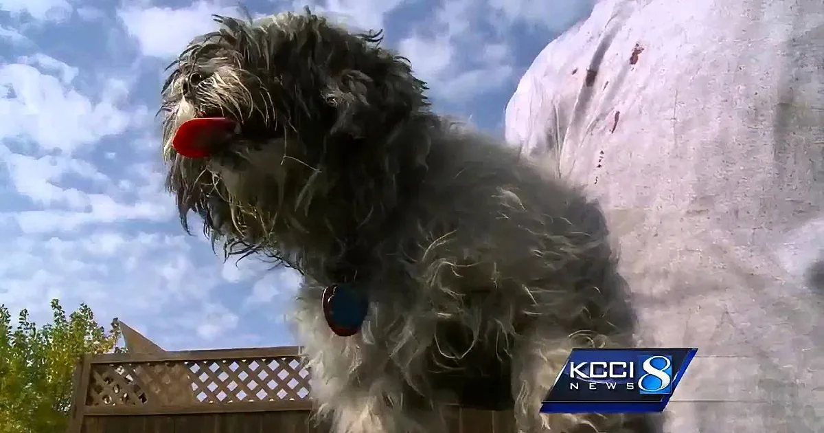 A fluffy, wet dog with a red collar stands outdoors, tongue out, under a cloudy sky.