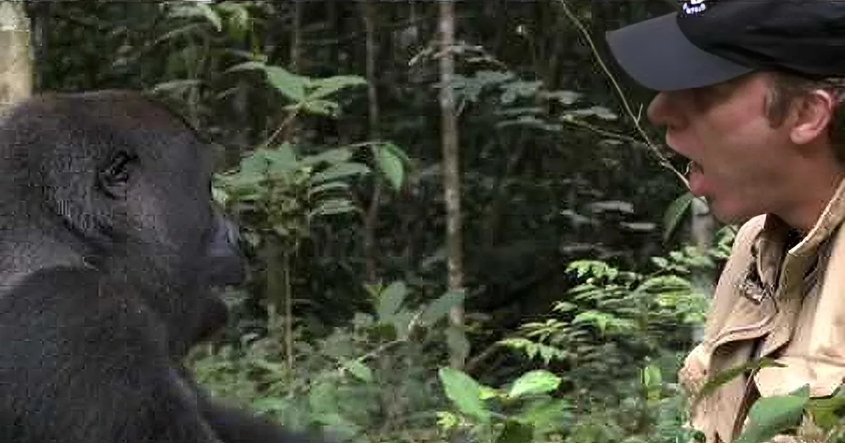 A man in a hat interacts with a gorilla in a lush forest setting.