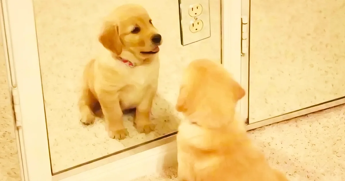 A golden retriever puppy sits on a countertop, looking at its reflection in a mirror.