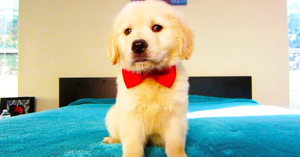 A fluffy golden retriever puppy wearing a red bow tie sits on a blue bedspread.